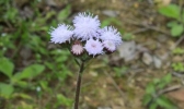 韶关春天赏花好去处