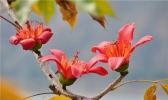 攀枝花又叫什么花