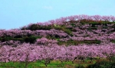平谷桃花节是几月几日 平谷桃花节是什么时候