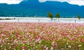 丽江格桑花海在哪里看