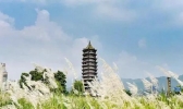 成都周边哪里芦苇漂亮+门票+交通