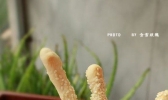 意大利面包棒的做法