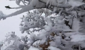 广东也能赏雾凇！连山金子山景区现大片雾凇景观 处处玉树琼花