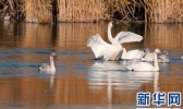 【内蒙古】内蒙古乌梁素海成为大批候鸟“迁徙乐园”