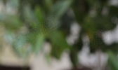 胡萝卜芹菜肉丝炒面的做法