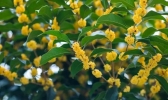 重庆桂花赏花地点推荐