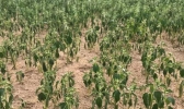 河南省11个县发布干旱橙色预警 全省作物受旱面积2380万亩