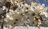青海乐都梨花绽放  赏花游客络绎不绝