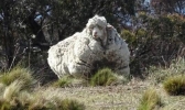澳大利亚东部多地气象干旱严重 全国羊群数量减少至最低水平