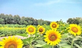 成都天府芙蓉园向日葵在哪 怎么去