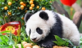 熊猫宝宝迎新春