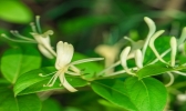金银花茶的功效与作用 金银花茶的功效是什么
