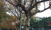安徽今起进入冬季 气温回升缓慢体感较阴冷