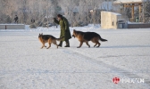 -30℃！内蒙古海拉尔市民严寒中训练爱犬