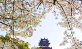 无锡鼋头渚樱花节 2019鼋头渚樱花节时间