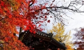 十一月去日本冷不冷 十一月去日本旅游好吗
