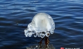 青海龙羊湖水面冰花“绽放” 玲珑剔透