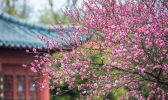南京梅花山什么时候去最好 南京梅花山什么季节去