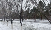 【新疆】吉木乃：迎来首场降雪天气
