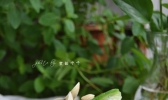 蛤蜊丝瓜汤的做法