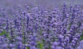 伊犁薰衣草什么时候开 伊犁薰衣草几月开花
