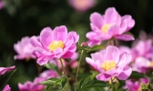 四川德阳中江芍药花开香四溢