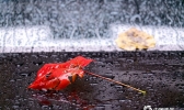 雨中哈尔滨落叶纷飞 秋意渐浓