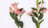 香水百合花语