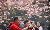 暖阳相伴 重庆南山植物园樱花绽放引游客