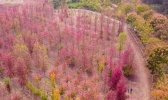 2019慢城红枫节时间+地点+活动安排