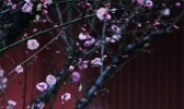 福州久阴逢晴 梅花傲然盛放