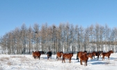 看点！白雪装点内蒙古辉腾锡勒草原 美若童话世界