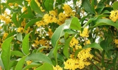 威海的市花是什么花