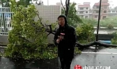 台山市大树被刮倒 一波未平一波又起