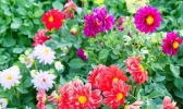 2019北京鲜花港菊花文化节 看点+交通+游玩指南
