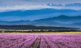 霍城薰衣草什么时间开 霍城薰衣草几月开花