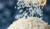 世界粮食日是几月几日 世界粮食日的由来