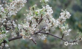 广东肇庆广宁山楂树花开如雪