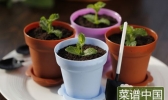 盆栽芝士蛋糕的做法