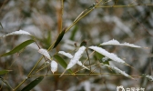 山东威海雪落添诗意