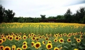 北京向日葵在哪能看 向日葵最佳观赏时间