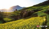 重庆南川油菜花迎春绽放 大地如铺黄金