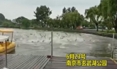 玄武湖公园现群鱼跳跃奇观 和地震无关只是“浮头”