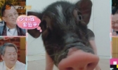 张恒送郑爽猪是怎么回事 张恒为什么送郑爽猪