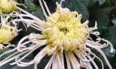 2019年成都菊花展什么时候开始+举办地点+活动介绍