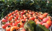 2019恭城月柿节10月25日开启 附活动内容+活动安排表