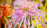 2019哈尔滨省森林植物园闭园时间+地铁站点恢复情况 哈尔滨供热时间