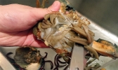如何洗螃蟹不被夹 活螃蟹怎么洗不夹手