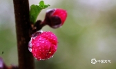 雨水节气将至 广西南宁春意渐浓