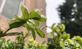 武汉现冻雨天气 地面绿植宛如​穿上水晶装